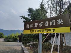 -大唐贡茶院