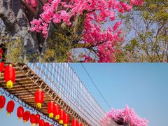 -天适樱花悠乐园