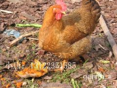 -南汇水蜜桃采摘(大团店)