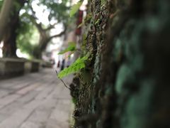 -小洲村