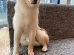 -南京Hallo宠物乐园·哈罗犬舍·柴犬繁育基地