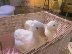 -浣熊柯尔鸭土拨鼠·电玩咖