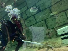-悉尼海洋生物水族馆