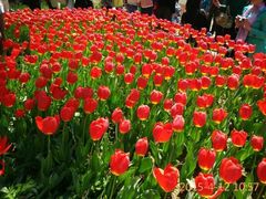 -洛阳郁金香牡丹园