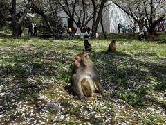 -苏州上方山国家森林公园