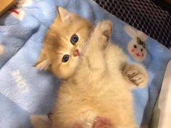 -欣宠猫屋·矮脚拿破仑·蓝金金渐层