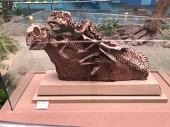 -陕西自然博物馆