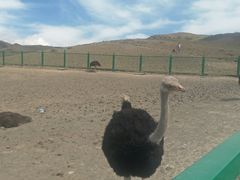 -新疆天山野生动物园