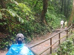 -莫里热带雨林景区