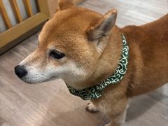 -柴迷FANS CLUB·柴犬狗咖·猫咖