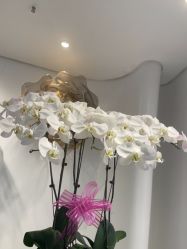 -YESIDO椰岛美容