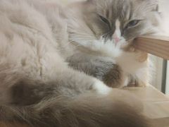-滚猫咖啡·猫咖·猫友好撸猫(未来城店)