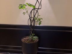 -涟LIAN·泰式按摩·MASSAGE·SPA(深业上城店)