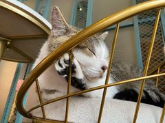 -喵屿·大理花园猫咖