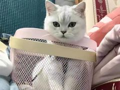 -欣宠猫屋·矮脚拿破仑·蓝金金渐层