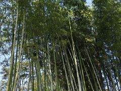 -秋霞圃