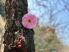 -香雪海