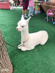 -萌宠亲子动物乐园(槐房万达店)