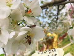 -天王浮山樱花园