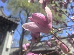 -护国法轮寺