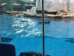 -帝企鹅自助餐厅•儿童岛•真企鹅(长隆企鹅酒店)