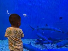 -华夏文旅海洋公园