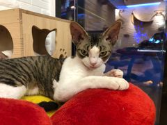 -momokira米努特·德文卷毛猫·棉花面纱犬