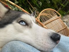 -Husky Go! 哈士奇体验馆·宠物咖啡厅狗咖