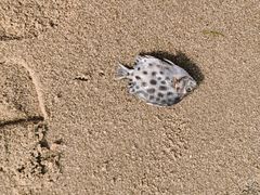 -北海金海湾红树林生态旅游区