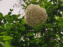 -古大圣慈寺