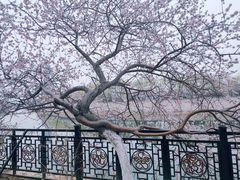 -桃花堤公园