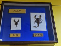 -上海昆虫博物馆