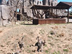 -青岛森林野生动物世界