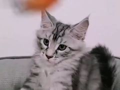 -十年猫舍·猫咪专门店(普陀店)