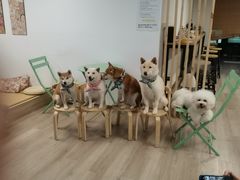 -柴迷FANS CLUB·柴犬狗咖·猫咖