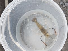 -DGE季风钓虾营地·团建·聚会