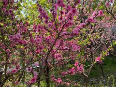 -南汇桃花村
