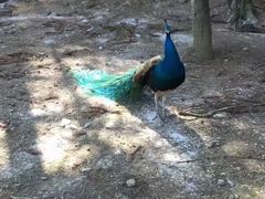 -贵州森林野生动物园