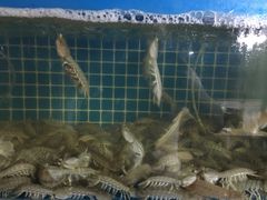 -云南巷海鲜大咖·可加工海鲜