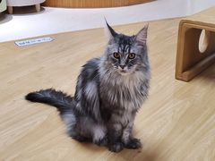 -猫和宫(六道口店)