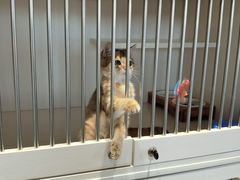 -东方名猫馆·英短金渐层布偶猫舍(环线广场1号楼店)