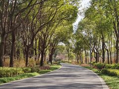 -昆山城市生态森林公园