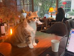 -咖法森林·咖啡  酒吧(天河店)