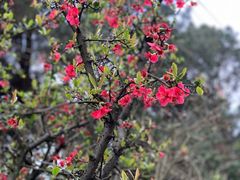 -铁山坪森林公园