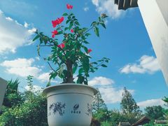-杭州植物园