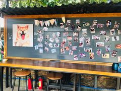 -柴犬高等学院·狗咖·柴犬售卖·宠物训练