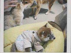-逗柴咖啡屋·狗咖猫咖宠物桌游