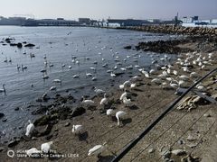 -烟墩角天鹅湖