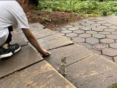 -五营红松林海景区