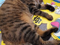 -猫的天空之城概念书店(杭州南宋御街店)